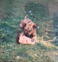 JOYCE MANOR - Cody LP