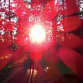 RUSSIAN CIRCLES - Empros {LP}