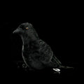 American Crow Soft Plush - Gage Beasley