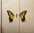PARAMORE - Brand New Eyes [LP]