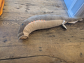 Goblin Shark Soft Plush Toy - Gage Beasley